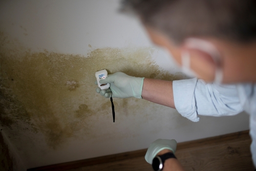 Mold Remediation